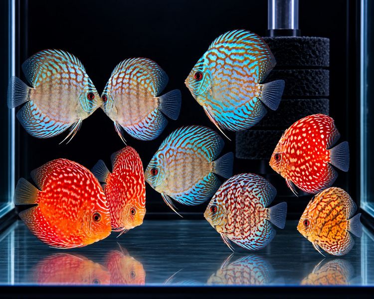 Assorted Discus ~ 6cm - 7cm
